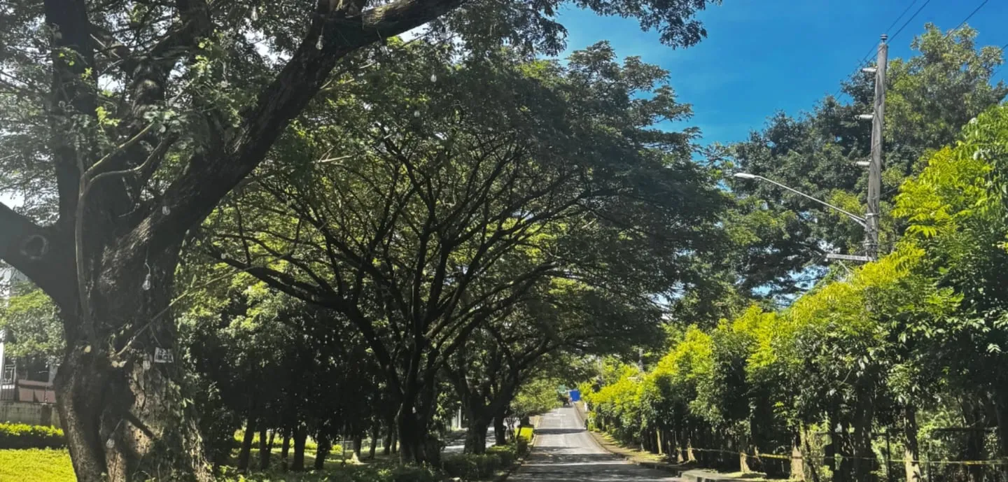 Tree-lined Susana Avenue inside Susana Heights Village (actual photo)